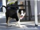 Chiots Border Collie adorable