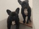 Chiots bouledogue français 
