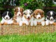 SUPERBES CHIOTS BERGER AUSTRALIEN