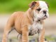 Mâles et femelles bulldog anglais lof