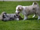 Magnifique chiots  berger australien 