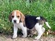 Adorable chiot Beagle a donner 