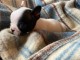  Chiots Bouledogue français POUR ADOPTION