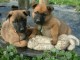 Chiot malinois disponible pour noel