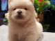 Chiots Chow-Chow Adorable