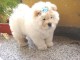 Chiots Chow-Chow Adorable