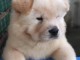 Chiots Chow-Chow Adorable