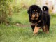 Chiots Dogue du Tibet