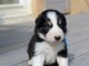 Chiots Border Collie adorable