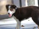 Chiots Border Collie adorable