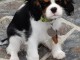 Chiots Cavalier King Charles Spaniel