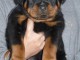 Chiots Rottweiler Adorable