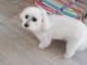 Chiot Bichon frise Adorable