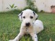 Chiots Dalmatien Adorable