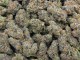 Exotic Marijuana Strains 