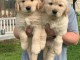 Golden Retriever puppies for sale 