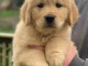 Golden Retriever puppies for sale 