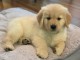 Golden Retriever puppies for sale 