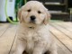 Golden Retriever puppies for sale 