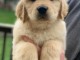 Golden Retriever puppies for sale in Canada 