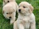 Golden Retriever puppies for sale in Canada 