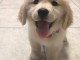 Golden Retriever puppies for sale in Canada 