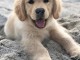 Golden Retriever puppies for sale in Canada 