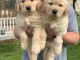 Golden Retriever puppies for sale in California 