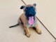 CHIOT MALINOIS MALES ET FEMELLES 