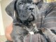 Magnifiques Chiots Cane Corso LOF disponibles