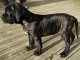 Magnifiques Chiots Cane Corso LOF disponibles