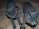 Deux chatons chartreux mâle et femelle a donner