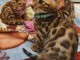 magnifique chatons bengal