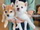 Shiba Inu puppies for sale