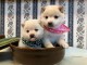 Shiba Inu puppies for sale