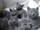 3 Bb Chatons Chartreux Disponibles
