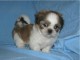 Chiots shih-tzu a donner 