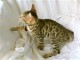 Magnifique chatons bengal  a donner