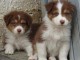 5 Berger australien, 