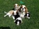 Magnifiques chiots Cavalier King Charles