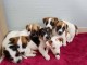 4 adorables chiots type jack Russel a donner