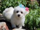 Chiots bichon maltais de pure race