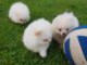 chiots spitz a reserve