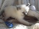 Magnifiques chatons type Ragdoll loof