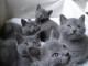 Chatons Type chartreux mâle et femelle d