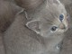 chartreux mâle et femelle