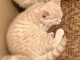 Adorable chatons British Shorthair LOOF