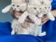 Adorable chatons British Shorthair LOOF