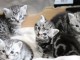 Dons Chatons british shorthair 