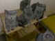 Chatons Chartreux Disponibles